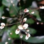Leptaspis zeylanica फूल