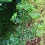 Abies grandis Leaf