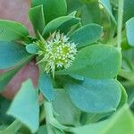 Acicarpha tribuloides ফুল