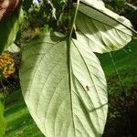 Hovenia dulcis Frunză