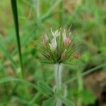 Trifolium stellatum Flower