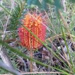 Banksia ericifolia Kvet