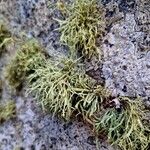 Lycopodium alpinum Leaf