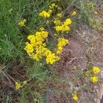 Helichrysum odoratissimum Blomst