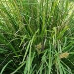 Lomandra longifolia Hábito