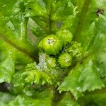 Senecio sylvaticus autre