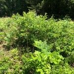 Salix humilis आदत