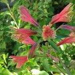 Alstroemeria psittacina Flor