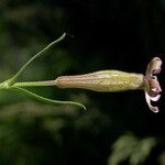 Silene vallesia Flors