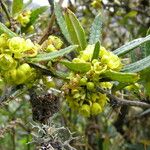 Berberis wallichiana Συνήθη χαρακτηριστικά