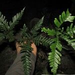 Triplophyllum securidiforme पत्ता