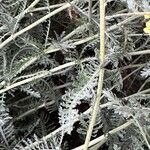 Achillea tomentosa Fuelha