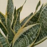 Sansevieria trifasciata Liść