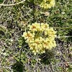 Eriogonum umbellatum Цвят