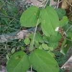 Gymnema sylvestre Leaf