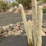 Cleistocactus strausii Floare