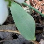 Galanthus elwesii 葉