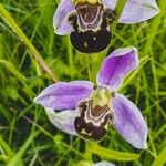 Ophrys apiferaFlower