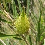 Gomphocarpus fruticosus Fruit