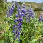 Lupinus nootkatensis Cvijet