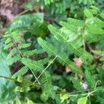 Mimosa quadrivalvis Leaf