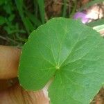 Centella asiatica Liść