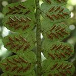 Asplenium barteri Hoja