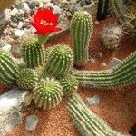 Echinopsis huascha Hoja