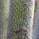 Cleistocactus strausii Rinde