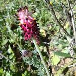 Platycapnos spicata 葉
