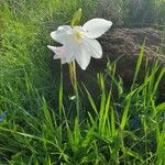 Gladiolus candidus Kwiat