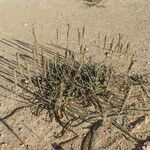 Plantago maritima عادت داشتن