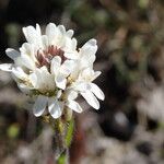 Arabis ciliata Květ