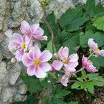Anemone x hybrida 花