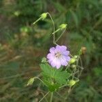 Geranium pyrenaicumLorea