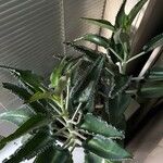 Kalanchoe daigremontiana List