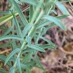 Linum austriacum पत्ता