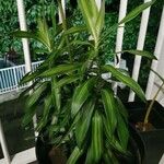 Dracaena fragrans Ліст