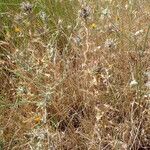 Carlina lanata Habitat