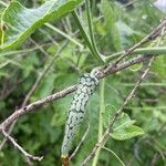 Kedrostis leloja Fruit