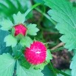 Potentilla indicaFruit