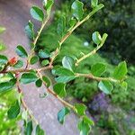 Cotoneaster adpressus Blad