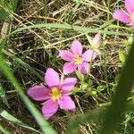 Sabatia campestris Virág