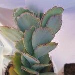 Kalanchoe laxifloraYaprak