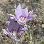 Calochortus macrocarpus Цветок