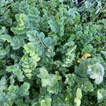 Erodium moschatum Leaf