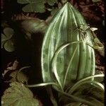 Scoliopus bigelovii Květ