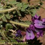 Oxytropis foucaudii Flor