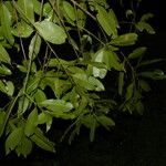 Calophyllum brasiliense Folio