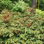 Fuchsia magellanica Habit